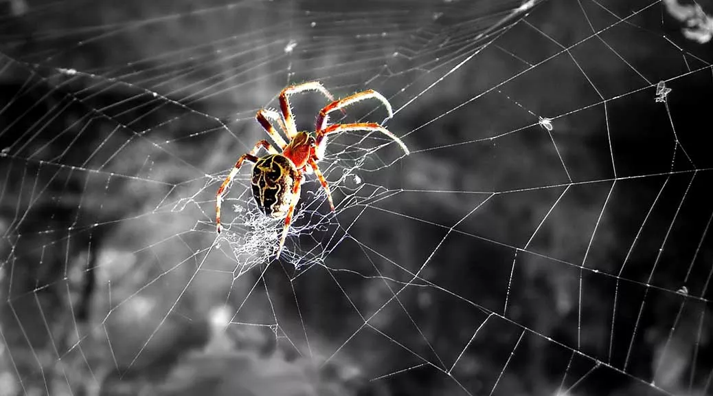 الاعجاز العلمي عن العنكبوت والملحد