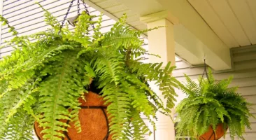 نباتات تعمل على تنظيف وتنقية الهواء داخل المنزل
