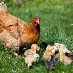 أغرب 7 أمهات في مملكة الحيوانات