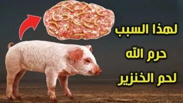 الخنزير و 16 سبب وراء تحريم أكله