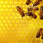 النحل والعسل