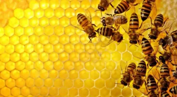 النحل : 10 حقائق مذهلة عن النحل  وطريقة عيشهم