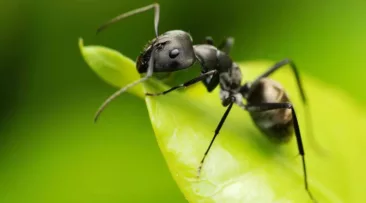 النمل  – حقائق مذهلة عن عالم  هذه المخلوقات الفريدة