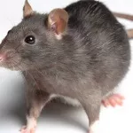 الفئران