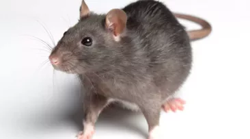 الفئران المنزلية –  كيفية التخلص من الفأر في المنزل