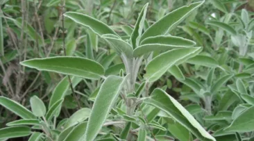 الميرمية  -اكثر من 20 فائدة لهذه النبتة، وبعض اضرار تناولها