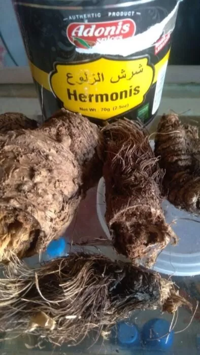 شرش الزلوع ، الفياجرا الطبيعية وفوائدها في معالجة ضعف الإنتصاب 2 شرش الزلوع