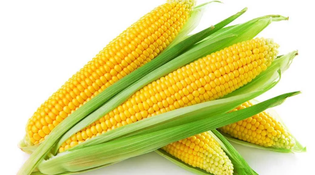 الذرة الصفراء : اكثر من 10 فوائد صحية وجمالية مدهشة للذرة