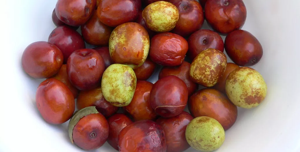 ما هي فاكهة العناب او ثمار السدر؟ التغذية والفوائد والاستخدامات