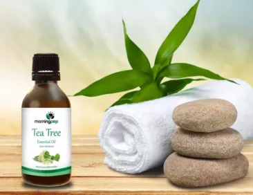زيت شجرة الشاي – فوائد زيت شجرة الشاي العلاجية والجمالية