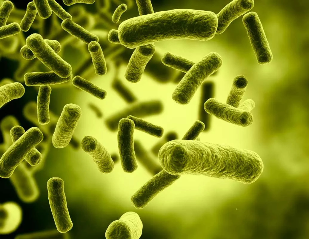 البكتيريا النافعة : فوائدها لجسم الإنسان وأعراض نقصها على جسم الانسان
