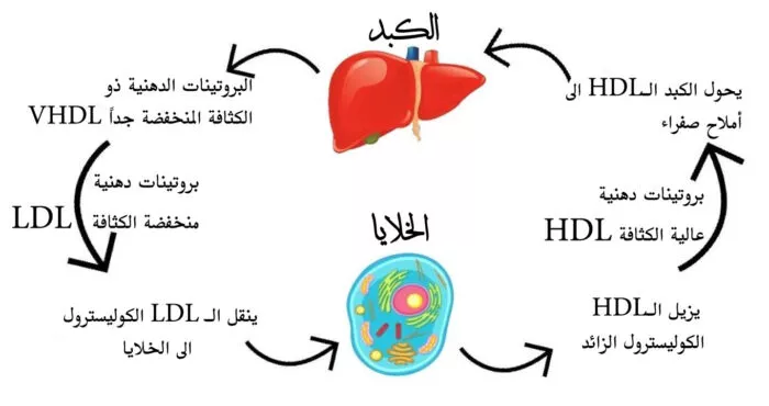 دورة الكوليسترول في الدم