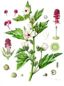 جذر الختمية و10 فوائد علاجية 2 Althaea officinalis