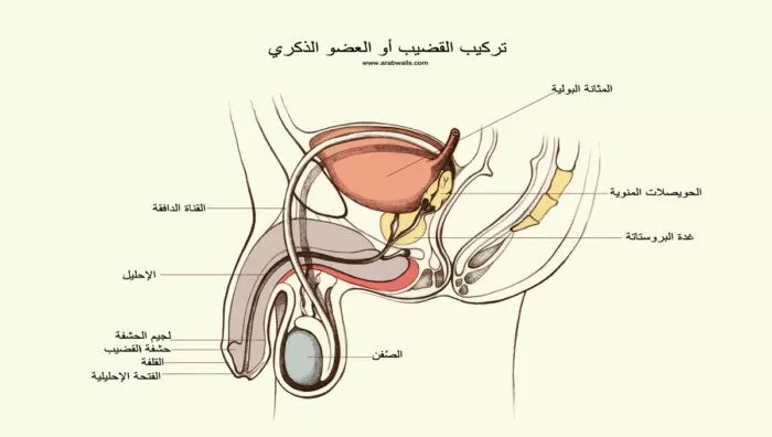 أعراض سرطان القضيب - أسباب حدوثه ، وطرق العلاج 2 تركيب القضيب