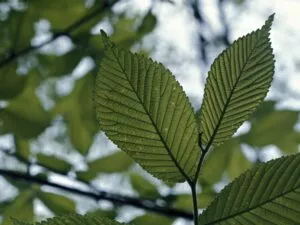 لحاء شجرة الدردار الأحمر - فوائده الصحية والقدرات العلاجية له 2 ورق شجر الدردار الأحمر