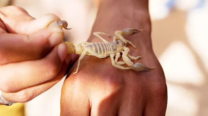 لسعة العقارب