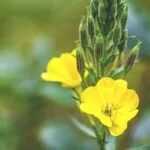 زيت زهرة الربيع المسائية أو الأخدرية المحولة - 10 فوائد وكيفية استخدامه