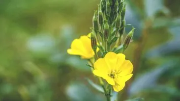 زيت زهرة الربيع المسائية أو الأخدرية المحولة – 10 فوائد وكيفية استخدامه