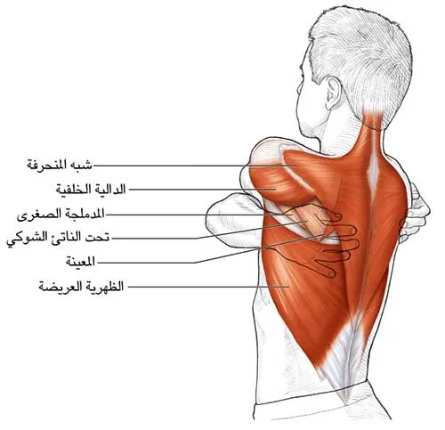 عضلات الكتف