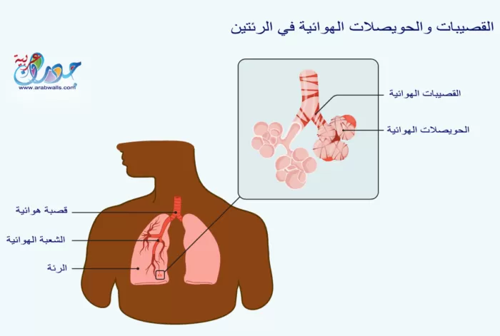 لمحة عامة عن التهاب القصيبات الهوائية 2 القصيبات والحويصلات الهوائية في الرئتين