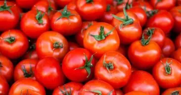 فوائد الطماطم أو البندورة : حقائق التغذية والفوائد الصحية