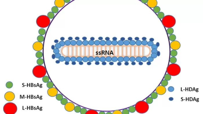 اليرقان - ما الذي يسبب بشرتي الصفراء؟ 23 مرض! 7 التهاب الكبد د