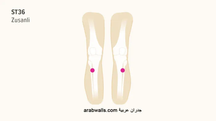 نقاط العلاج بالضغط لآلام المعدة والغازات والانتفاخ 2 ST36
